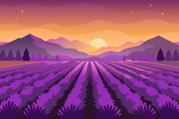 Naklejka premium lavender field at sunset