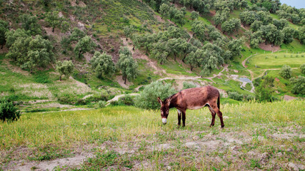 Donkey peacefully grazing on a green hillside in Tatounat, Morocco. Rolling rural landscape dotted with trees, calm and natural atmosphere.