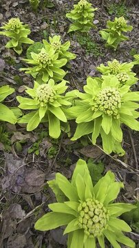Butterbur, fuki, bog rhubarb, Petasites japonicus giganteus, growing in spring forest