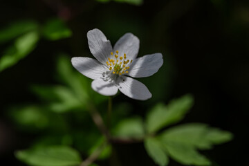 Anemonoides nemorosa, close up