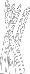Asparagus spears vegetable hand-drawn sketch line art vector illustration