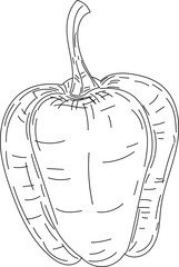 Bell pepper vegetable hand-drawn sketch line art vector illustration