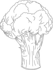 Broccoli head vegetable hand-drawn sketch line art vector illustration