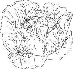 Chinese cabbage vegetable hand-drawn sketch line art vector illustration