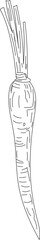 Radish root vegetable hand-drawn sketch line art vector illustration