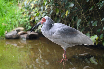 Naklejka premium トキ