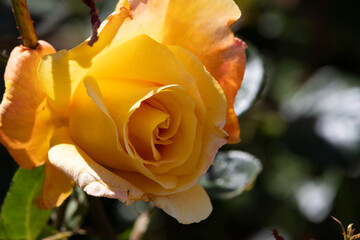 One yellow rose isolated - blurred background