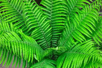 decorative leaves of the plants