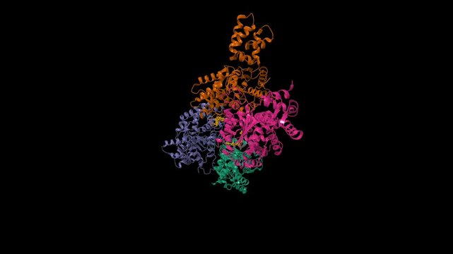 Crystal structure of human glutaminase kidney isoform in complex with inhibitor. Animated 3D cartoon and molecular surface models, chain id color scheme, pdb 6ukb, black background