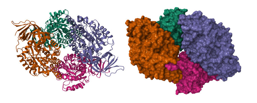 Structure of the human collapsin response mediator protein-1, a lung cancer suppressor. 3D cartoon and molecular surface models, chain id color scheme, pdb 4b3z