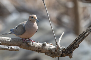 Closeup of a mourning dove perched on a branch.