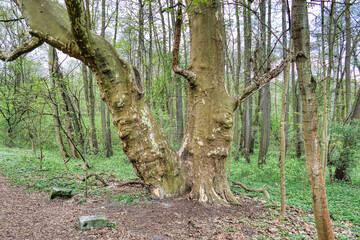 an old plane tree in the first days of spring surrounded by fresh green leaves, the Cybiny Valley protected area, Poznań
