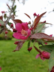 Apple tree blossoms blooming with joy in a garden