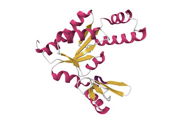 Solution structure of human guanylate kinase. 3D cartoon model, secondary structure color scheme, pdb 6nui