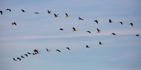 Common cranes flying to breeding grounds, seasonal spring bird migration