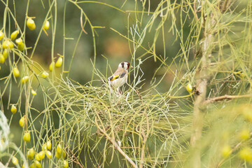 Camuflado en un matorral un Jilguero (Carduelis Carduelis) © FranciscoJose
