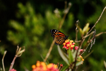 Polinizando una lantana una Mariposa Monarca "Danaus plexippus"