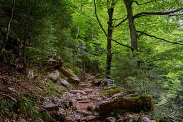 Trail that runs through the Añisclo Canyon, surrounded by forests, mountains, and rivers. An ideal area for hiking and enjoying nature. In Ordesa National Park, Aragon, Spain.