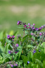 Common lungwort (pulmonaria officinalis) flowers in bloom
