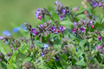 Common lungwort (pulmonaria officinalis) flowers in bloom