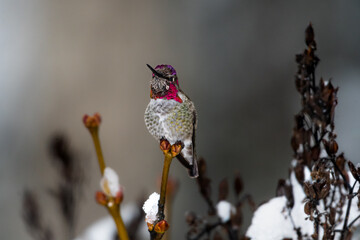 One hummingbird with purple throat and fluffy feathers in winter