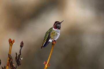 Side view of Annas hummingbird perched alone with a brown background