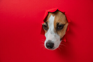 Funny Jack Russell Terrier dog sticks out through a red cardboard background. Copy space. 