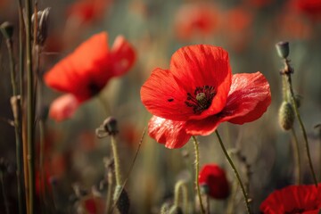 Obraz premium Bright Poppy Field With a Focused Insect Amidst Blurred Flowers Creating a Serene Nature Setting Generative AI