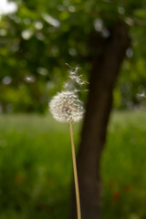 Dandelion Seed Head Close-up in Natural Light | Dandelion Seeds Dispersing from a Dandelion Clock in a Natural Setting