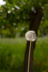 Dandelion Seed Head Close-up in Soft Natural Light | Close-up of a Dandelion Clock | Delicate Dandelion Seed Head Against Blurred Background