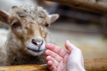 The interaction between a hand petting a sheep's head. A gentle hand pets a young brown curly...