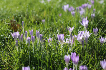 Obraz premium Early Crocuses In Dew-Tipped Grass