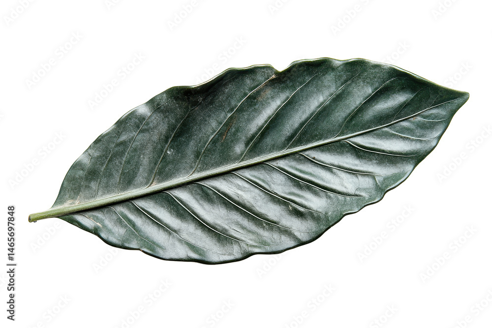 Poster Lush green leaf with intricate textures and shapes on a transparent background suitable for design and creative projects