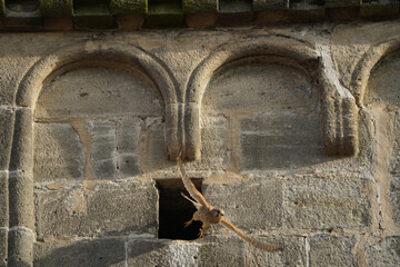 A kestrel is flying out of its nest in the church tower