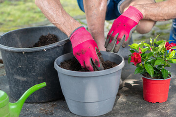 Gardener wearing gloves fills pot with soil in preparation for planting colorful dipladenia or mandevilla flowers, Home Gardening,