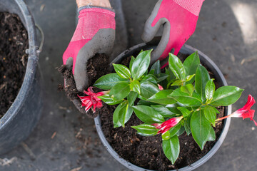 A gardener wearing gloves repots a beautiful red-flowered Dipladenia sandavilla using all-purpose potting soil on a grey rug