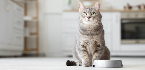 Adorable cat near bowl with food in kitchen