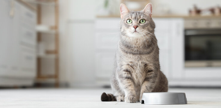 Adorable cat near bowl with food in kitchen