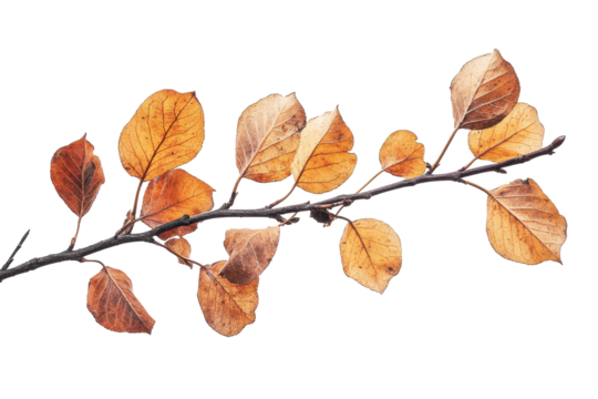 Three brown autumn leaves on a stick with a transparent background, ideal for seasonal designs and natural themes