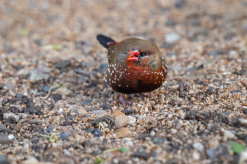 Strawberry Finch Foraging on Pebbles