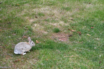 Rabbit on school campus.