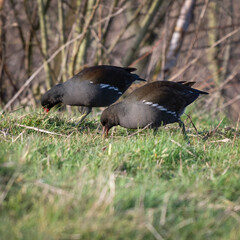 Adult Moorhens Feeding on Grass