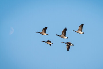 Five Canada Geese Flying Towards the Moon