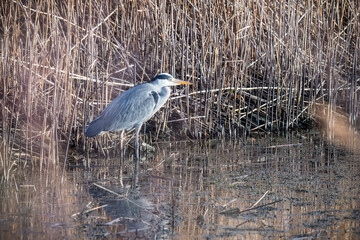 Grey Heron Standing in Water