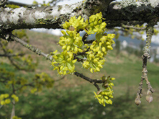 Yellow Flowers Of Cornelian Dogwood