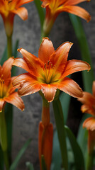 Fototapeta premium Elegant Clivia Bloom