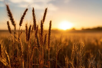 Naklejka premium Golden Wheat Stalks Swirl Gently in the Breeze as the Sun Sets Over the Serene Fields in the Evening Sky Generative AI