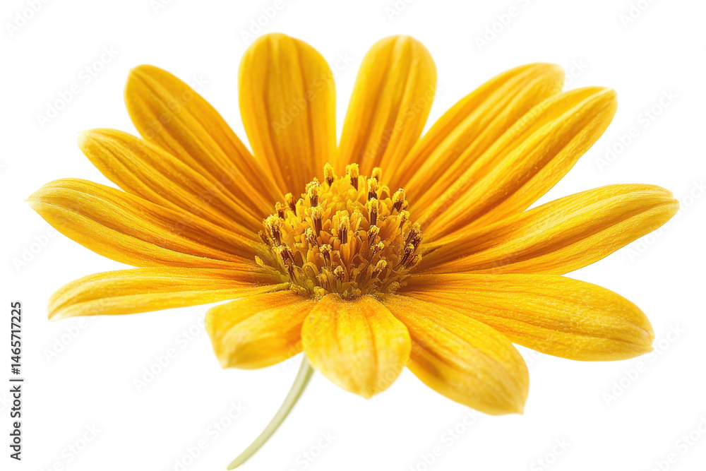 Poster delicate white flower with yellow center showcasing intricate details on a transparent background fo
