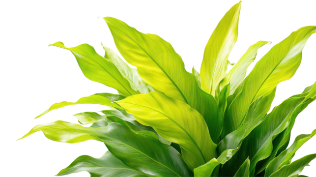 Lush green leaves in various shades creating a vibrant, natural decoration with a transparent background perfect for design purposes