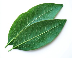 Obraz premium Two vibrant green leaves with detailed veins on a white background creating a fresh and natural feeling
